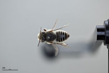 Media type: image;   Entomology 785736 Aspect: habitus dorsal view